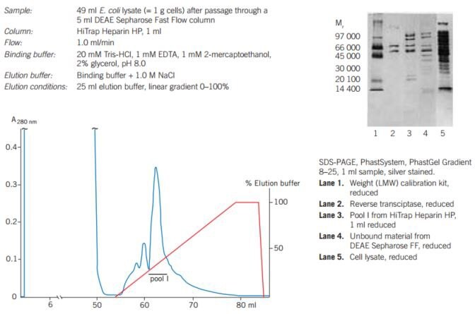 Partial purifcation of recombinant HIV-reverse transcriptase on HiTrap Heparin HP.