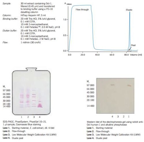 Partial puriﬁcation of the recombinant DNA binding