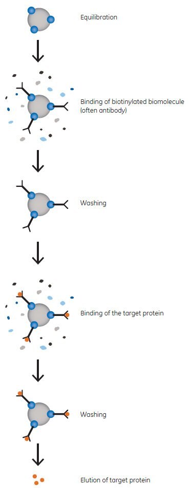 Principle of Immunoprecipitation