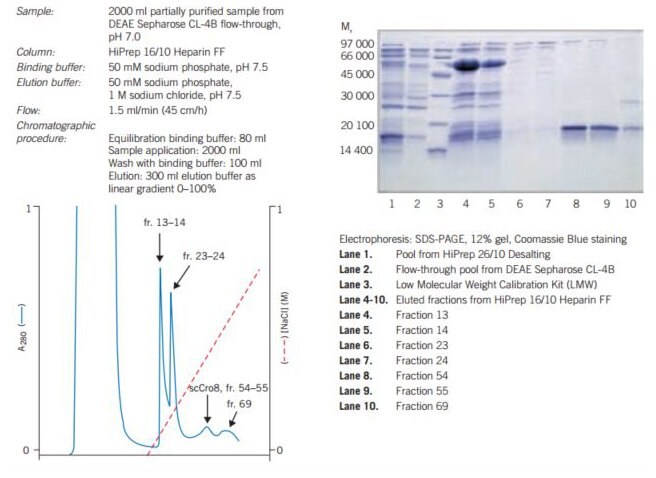 scCro8 puriﬁcation on HiPrep 16/10 Heparin FF.