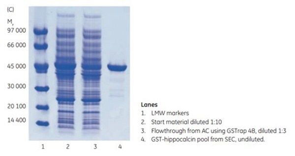 SDS-PAGE GST-hippocalcin