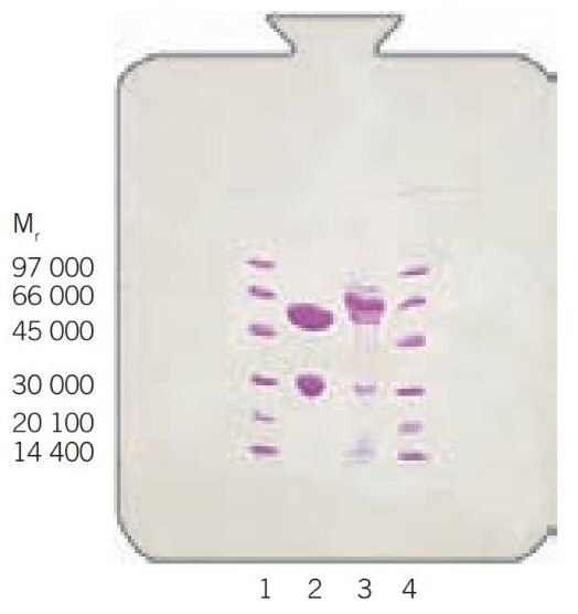 SDS-PAGE of starting material (lane 2) and eluate (lane 3). The samples were concentrated 10 times and reduced. Lane 1 and 4 are LMW markers. PhastSystem, PhastGel Gradient 10–15.