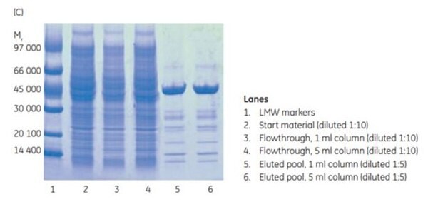 SDS-PAGE under nonreducing conditions