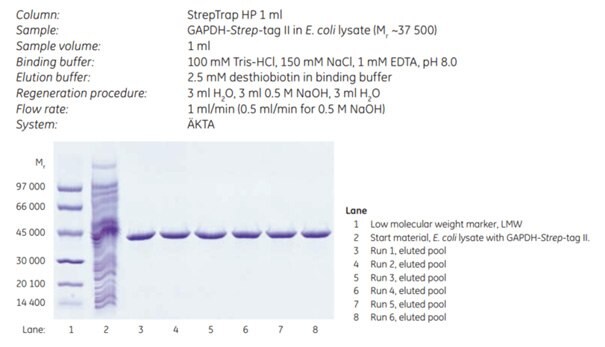 Repeated puriﬁcation and regeneration on the same StrepTrap™ HP column.