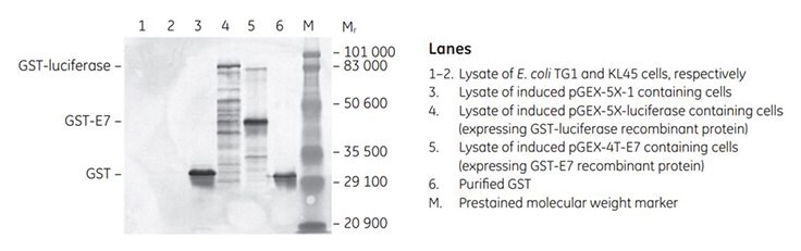 Western blot of E. coli lysates containing GST-tagged proteins