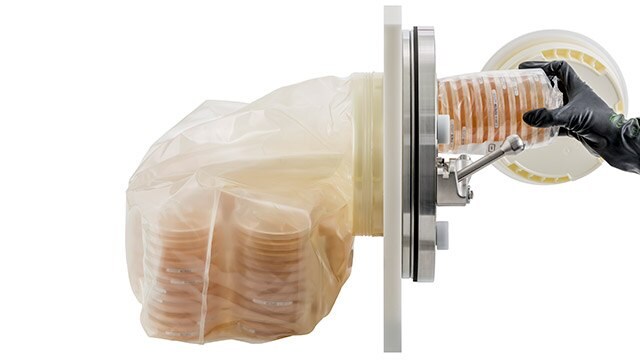 A series of petri dishes filled with a yellowish medium are visible inside a sterile enclosure. A gloved hand is reaching through a sealed access point, holding another petri dish. The setup suggests a controlled environment for microbiological work, emphasizing cleanliness and precision in handling samples.