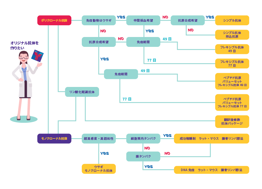 オリジナル抗体を作りたい