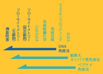 DNA免疫法