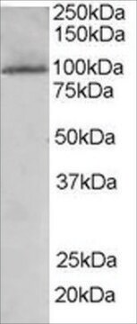 Anti-JIK/TAOK3 antibody produced in goat affinity isolated antibody, buffered aqueous solution