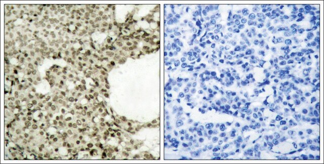 Anti-phospho-STAT1 (pSer727) antibody produced in rabbit affinity isolated antibody