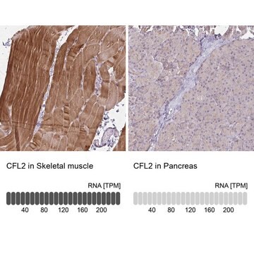 Anti-CFL2 antibody produced in rabbit Prestige Antibodies&#174; Powered by Atlas Antibodies, affinity isolated antibody, buffered aqueous glycerol solution