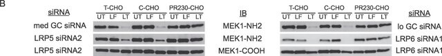 Anti-MEK1 Antibody Upstate&#174;, from rabbit