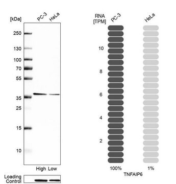 Anti-TNFAIP6 antibody produced in rabbit Prestige Antibodies&#174; Powered by Atlas Antibodies, affinity isolated antibody, buffered aqueous glycerol solution