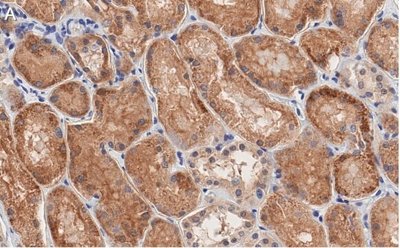 Anti-Occludin Antibody, clone 1C17 ZooMAb&#174; Rabbit Monoclonal recombinant, expressed in HEK 293 cells