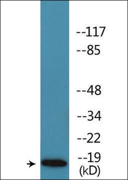 Anti-phospho-Caveolin 2 (pTyr27) antibody produced in rabbit affinity isolated antibody