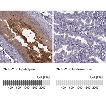 Anti-CRISP1 antibody produced in rabbit Prestige Antibodies&#174; Powered by Atlas Antibodies, affinity isolated antibody, buffered aqueous glycerol solution