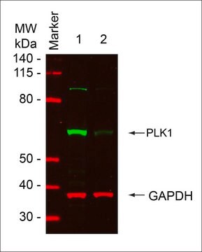 MISSION&#174; esiRNA targeting human PLK1