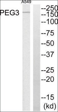 Anti-PEG3 antibody produced in rabbit affinity isolated antibody