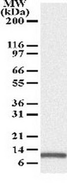 Anti-Noxa Mouse mAb (114C307) liquid, clone 114C307, Calbiochem&#174;