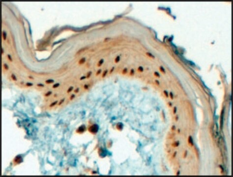 Anti-TFAP2C (C-terminal) antibody produced in goat affinity isolated antibody, buffered aqueous solution