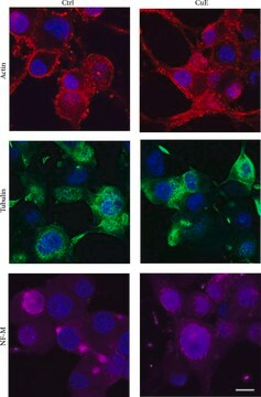 Monoclonal Anti-Neurofilament 160 antibody produced in mouse clone NN18, ascites fluid