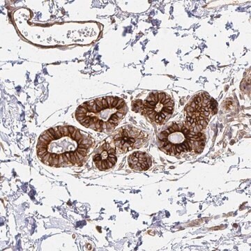 Anti-ARHGAP35 antibody produced in rabbit Prestige Antibodies&#174; Powered by Atlas Antibodies, affinity isolated antibody, buffered aqueous glycerol solution