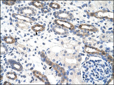 Anti-OVOL1 antibody produced in rabbit IgG fraction of antiserum