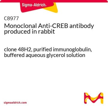 Monoclonal Anti-CREB antibody produced in rabbit clone 48H2, purified immunoglobulin, buffered aqueous glycerol solution