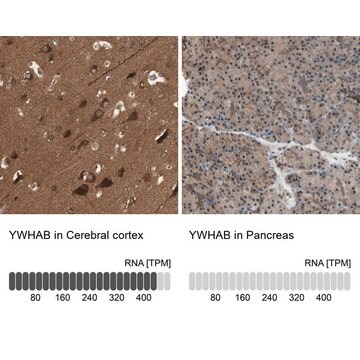 Anti-YWHAB antibody produced in rabbit Prestige Antibodies&#174; Powered by Atlas Antibodies, affinity isolated antibody, buffered aqueous glycerol solution