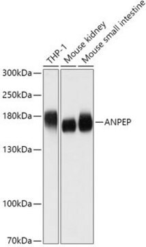 Anti-ANPEP antibody produced in rabbit