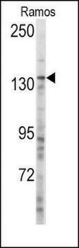 Anti-MSH3 (center) antibody produced in rabbit saturated ammonium sulfate (SAS) precipitated, buffered aqueous solution