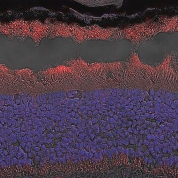 Anti-GCAP1 Antibody, clone 6B12 clone 6B12, from mouse