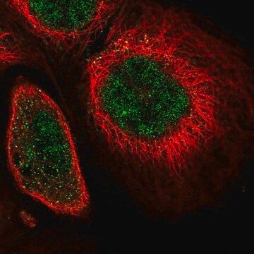 Anti-SOX13 antibody produced in rabbit Prestige Antibodies&#174; Powered by Atlas Antibodies, affinity isolated antibody