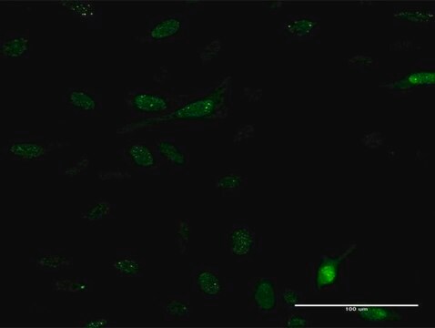 Monoclonal Anti-PDE5A antibody produced in mouse clone 9H5, purified immunoglobulin, buffered aqueous solution