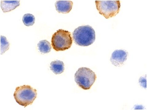 Anti-Bmf Antibody from rabbit, purified by affinity chromatography