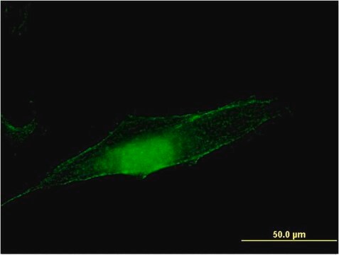 Monoclonal Anti-MGEA5, (C-terminal) antibody produced in mouse clone 1C7, purified immunoglobulin, buffered aqueous solution