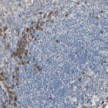 Anti-SELENOK antibody produced in rabbit Prestige Antibodies&#174; Powered by Atlas Antibodies, affinity isolated antibody, buffered aqueous glycerol solution