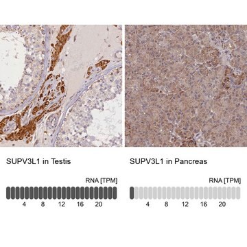 Anti-SUPV3L1 antibody produced in rabbit Prestige Antibodies&#174; Powered by Atlas Antibodies, affinity isolated antibody, buffered aqueous glycerol solution