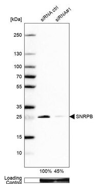 Anti-SNRPB antibody produced in rabbit Prestige Antibodies&#174; Powered by Atlas Antibodies, affinity isolated antibody