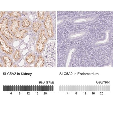 Anti-SLC5A2 antibody produced in rabbit Prestige Antibodies&#174; Powered by Atlas Antibodies, affinity isolated antibody, buffered aqueous glycerol solution