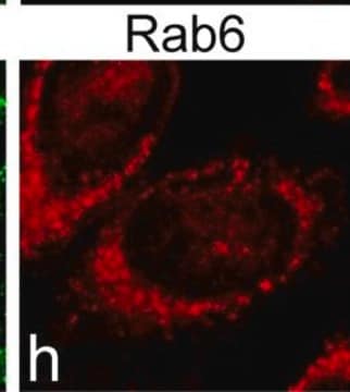 Monoclonal Anti-RAB6A antibody produced in mouse clone 3G3, purified immunoglobulin, buffered aqueous solution