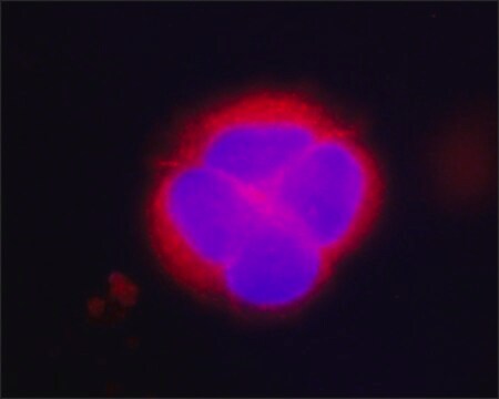 Anti-KRAS antibody, Mouse monoclonal clone KRAS-A582, purified from hybridoma cell culture