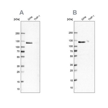 ANTI-UBA1 antibody produced in rabbit Prestige Antibodies&#174; Powered by Atlas Antibodies, affinity isolated antibody, buffered aqueous glycerol solution