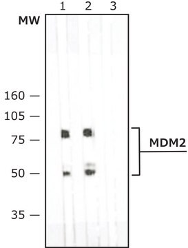 Monoclonal Anti-MDM2 antibody produced in mouse ~2&#160;mg/mL, clone MD-219, purified immunoglobulin, buffered aqueous solution