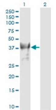 Monoclonal Anti-PCGF4 antibody produced in mouse clone 4E10-1C5, purified immunoglobulin, buffered aqueous solution