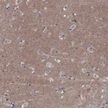 Anti-CPNE6 antibody produced in rabbit Prestige Antibodies&#174; Powered by Atlas Antibodies, affinity isolated antibody, buffered aqueous glycerol solution