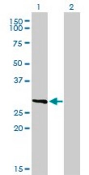 Monoclonal Anti-FCER1A antibody produced in mouse clone 2C12-3B6, purified immunoglobulin, buffered aqueous solution