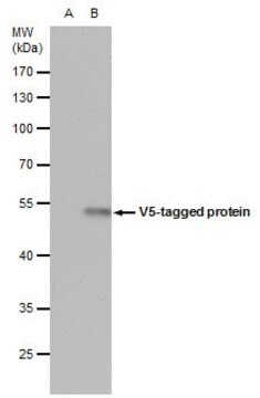 Monoclonal Anti-V5 tag antibody produced in mouse clone GT1449, affinity isolated antibody