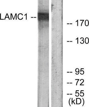 Anti-LAMC1 antibody produced in rabbit affinity isolated antibody