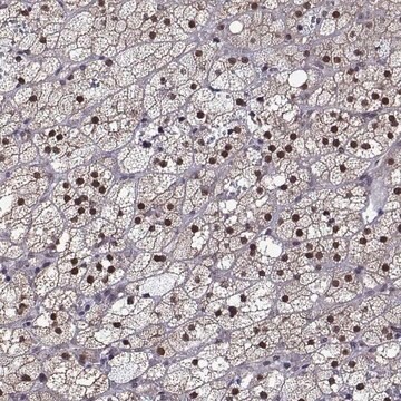 Anti-NR4A1 antibody produced in rabbit Prestige Antibodies&#174; Powered by Atlas Antibodies, affinity isolated antibody